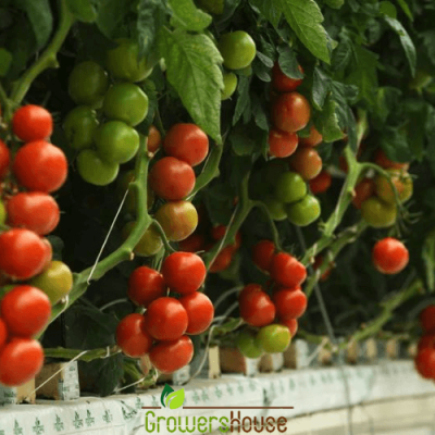 Як виростити помідори Kratky на гідропоніці