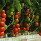 Як виростити помідори Kratky на гідропоніці