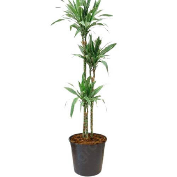 Горшок линии PALMS, 2 л, размеры 14х14см Итальянское качество