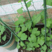 Металлическая опора Herb Garden 60 см. для цветов.