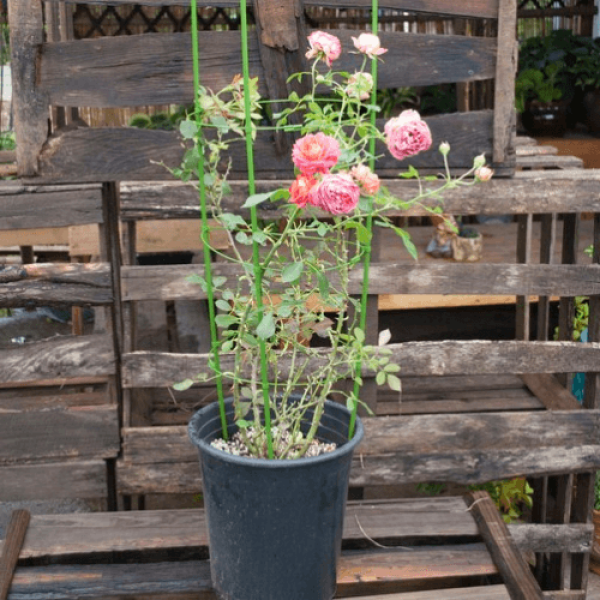 Підставка для квітів Herbgarden h 120cm ⌀28cm