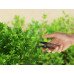 Міні ножиці для обрізки рослин Herbgarden