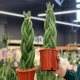 Сансевієрія (Sansevieria): Різноманітність сортів та вплив на інтер'єр
