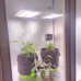 Гроубокс Big Ben Grow box Стелс Quantum Board 240w – мощный гроубокс для профессионального выращивания растений