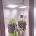 Гроубокс Big Ben Grow box Стелс Quantum Board 240w – потужний гроубокс для професійного вирощування рослин