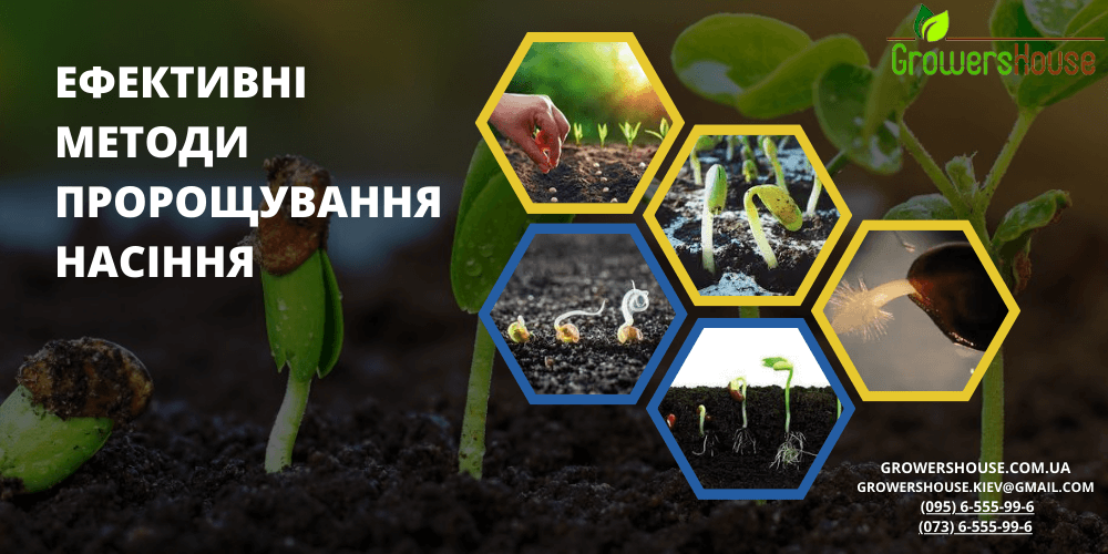 Проращивание семян в домашних условиях с использованием ватных дисков, кокосовой губки и туалетной бумаги.